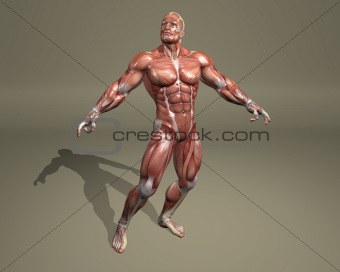 3d muscular system