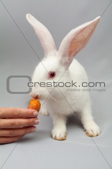 White rabbit eats carrots in hand