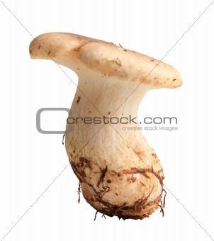 Single fresh mushroom