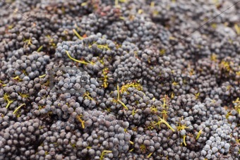 Beautiful Lush, Ripe Harvested Red Wine Grapes Background.