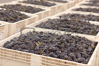 Lush Harvested Red Wine Grapes in Crates.