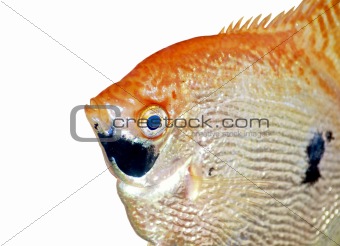Angel fish closeup isolated on white