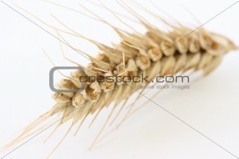 Single wheat spike