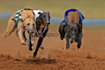 Sprinting greyhounds