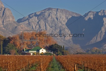 Vineyard  landscape 