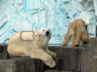 Polar Bear Pair