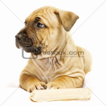 puppy with bone