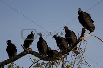 Vultures roosting
