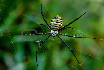 Back Garden Spider