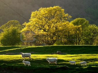 Welsh Sheep Landscape