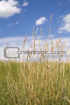 Prairie grass