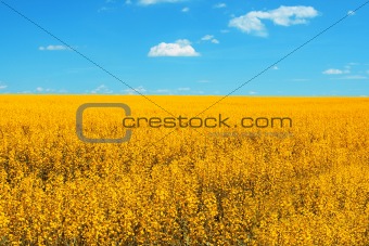 Yellow fields in summer