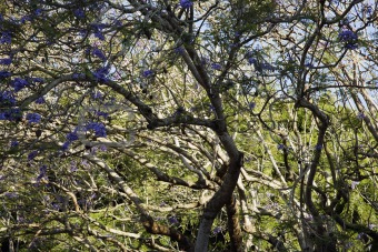 Jacaranda tree.