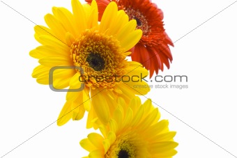 Red and yellow daisy