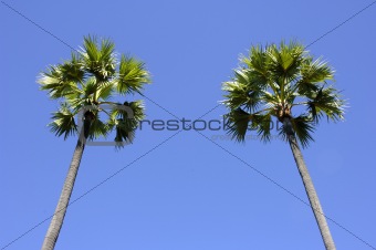 two palmtrees growing to the blue sky