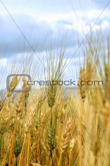 wheat straws