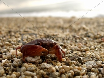 Close up shot of red crab on pebbled shore