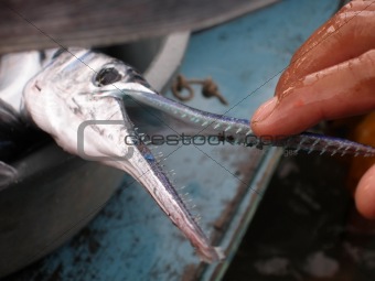 Close up shot of fingers checking fish snout