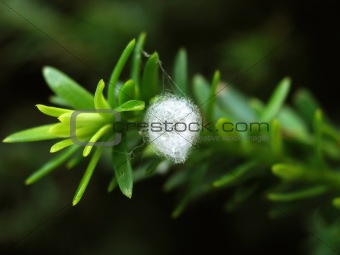 Close up of Spider egg sac caught on leaves of shrub