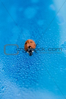 Ladybug on a blue background