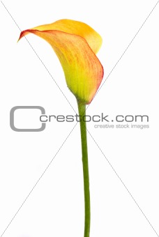 arum isolated over white
