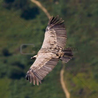 Vulture in flight 