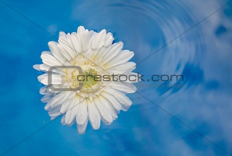 Flower in a blue pool