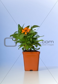 Small Plant, zinnia