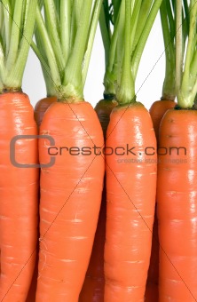 Many carrots with green leaves