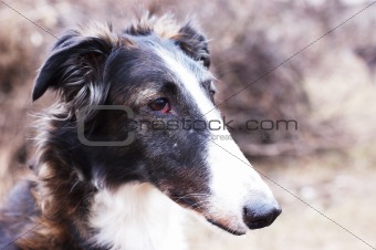 Russian wolfhound - borzoi