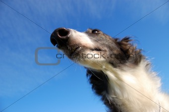 Russian wolfhound - Borzoi - against of blue sky