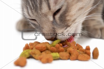 Cat eating dry cat food