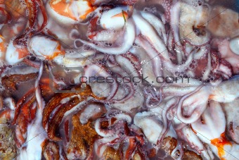 Octopus catch pattern from mediterranean sea