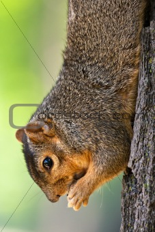 Eastern Fox Squirrel Eating A Peanut