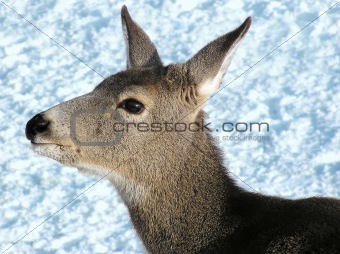 Mule deer female close up
