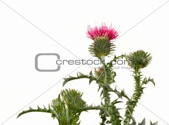 Thistle flower on the plant isolated