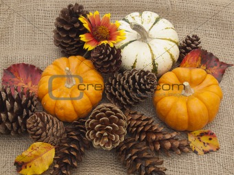 Autumn still life with pumpkins, flower and cones