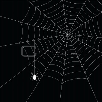 white  spider and spider web
