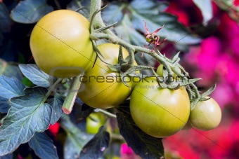 a green tomatos in a garden