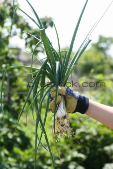 Onion in woman`s hands,