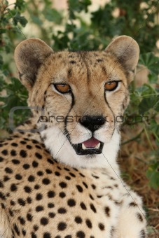 Cheetah Portrait 