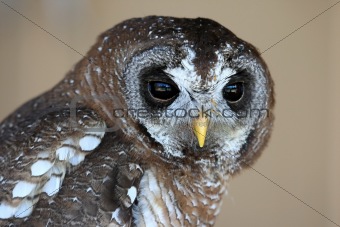 Wood Owl Portrait