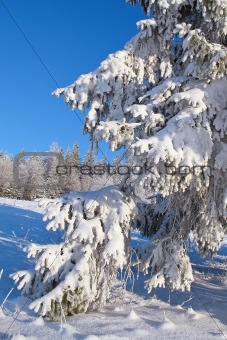 The branch covered with fluffy snow