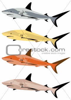 Colorful sharks