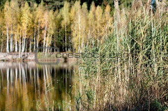 Golden Wetland