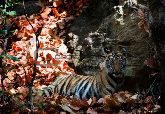 Young Bengal tiger.