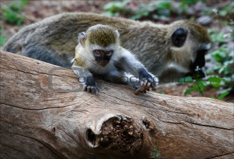 Vervet Monkey cub with mother.