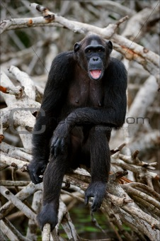 Portrait of the adult female of a chimpanzee.