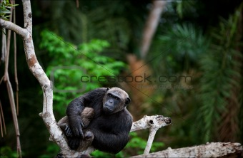 Portrait of the adult male  chimpanzee.