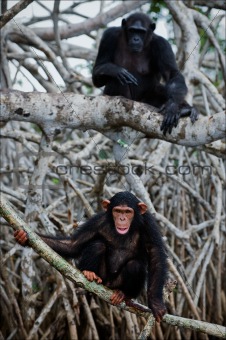 Chimpanzee on roots mangrove tree.